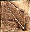 Leaf 1