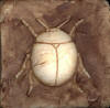 2 " beetle brown