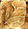 leaf 3