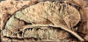 elephant ear leaf 2 x 4