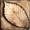 elm leaf
