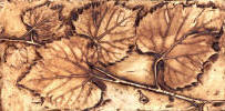 grape leaves rr