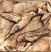 hummingbirds brown