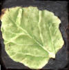 Leaf 2