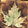 3 inch maple