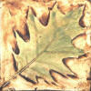 oak leaf